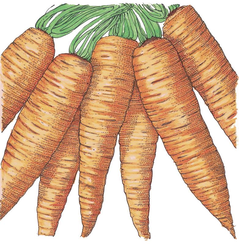 Danvers Carrot Seeds (Organic)