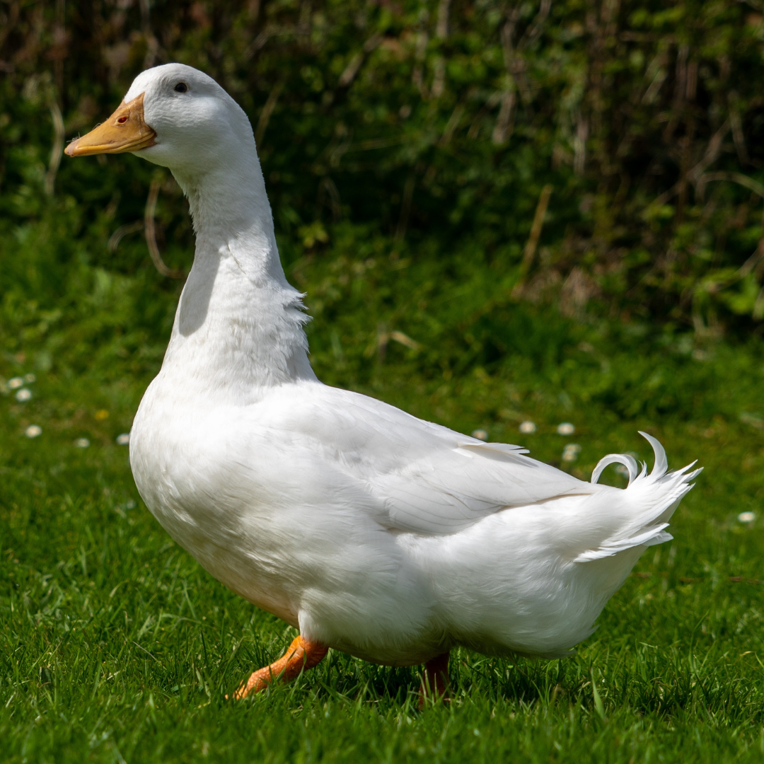 My Pet Chicken offers Pekin duck fertile hatching eggs for sale.