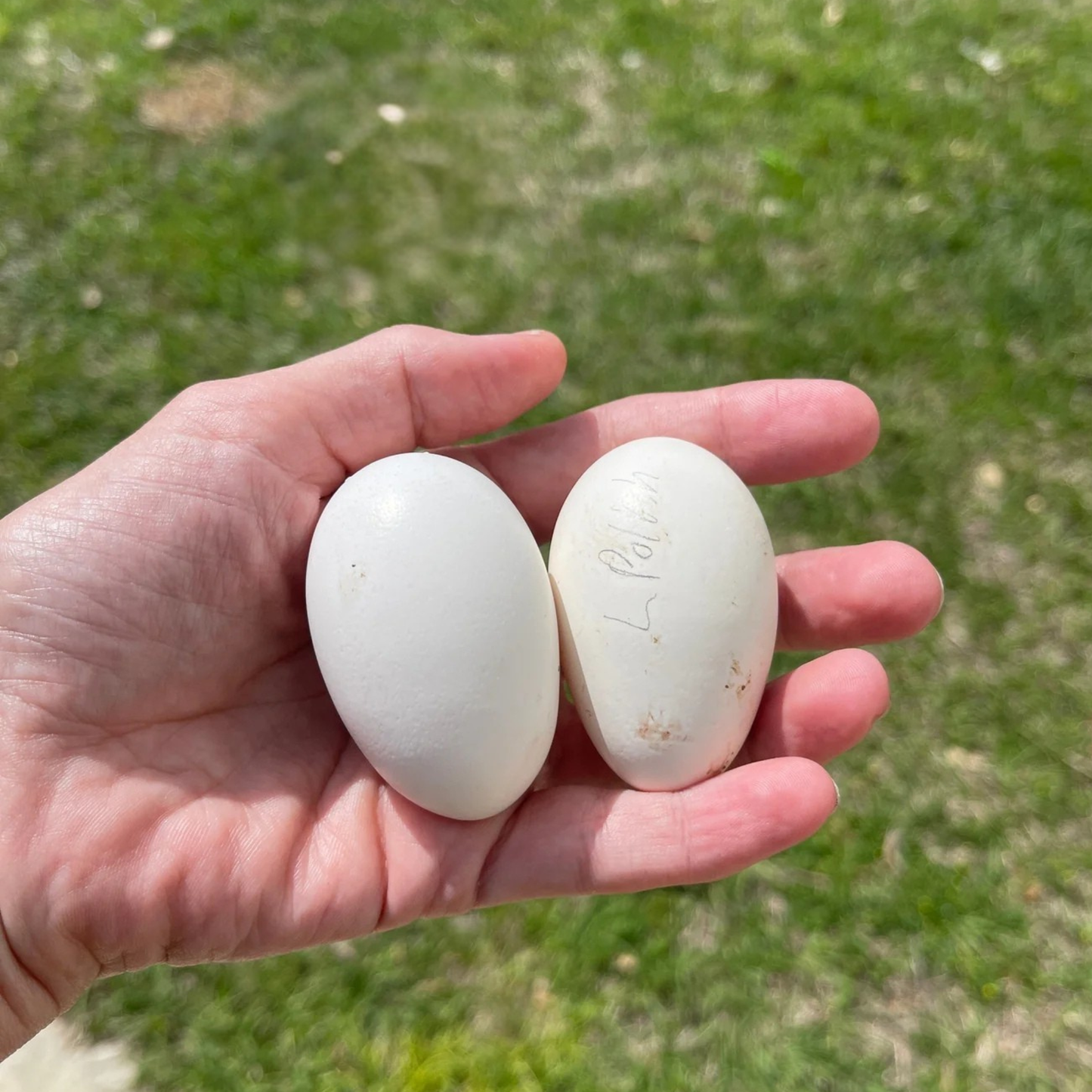 Hatching Eggs: Blue/Black/Splash White Crested Polish Bantam, Flock & Field Location