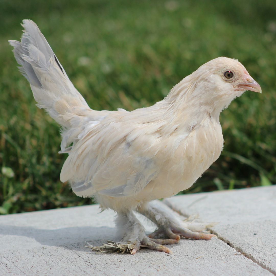 Porcelain d'Uccle Bantam chicken