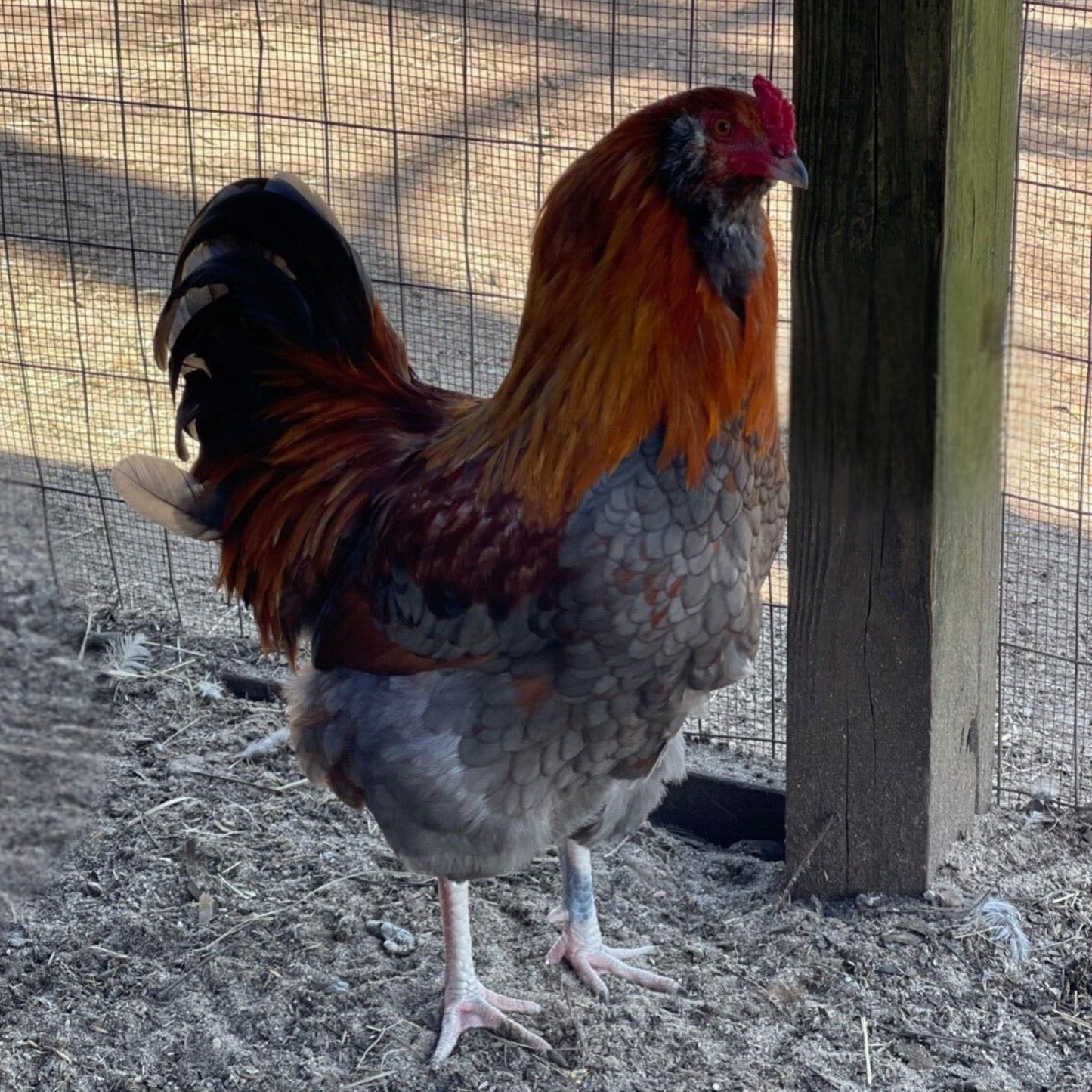 Hatching Eggs: Rare Rainbow Chicken Breed Assortment, Flock & Field Location