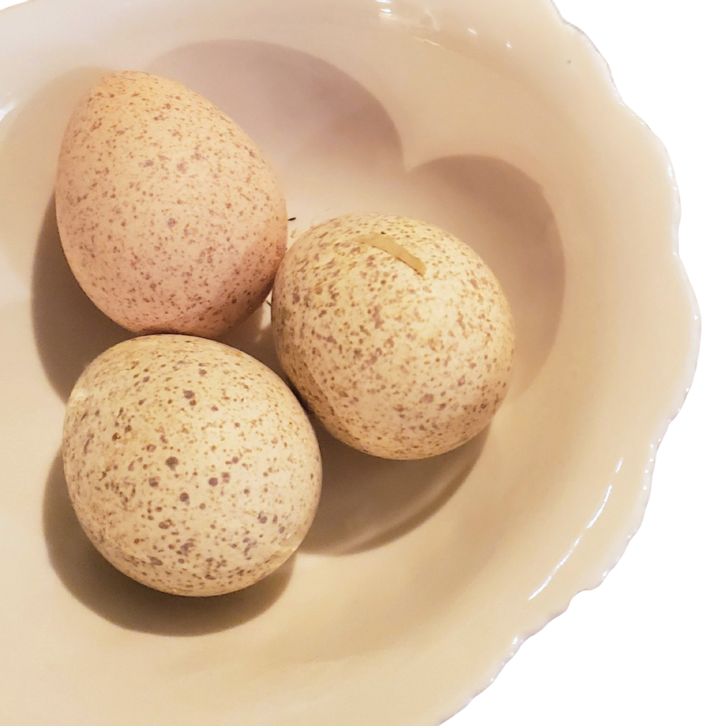 Turkey Poult: Bourbon Red