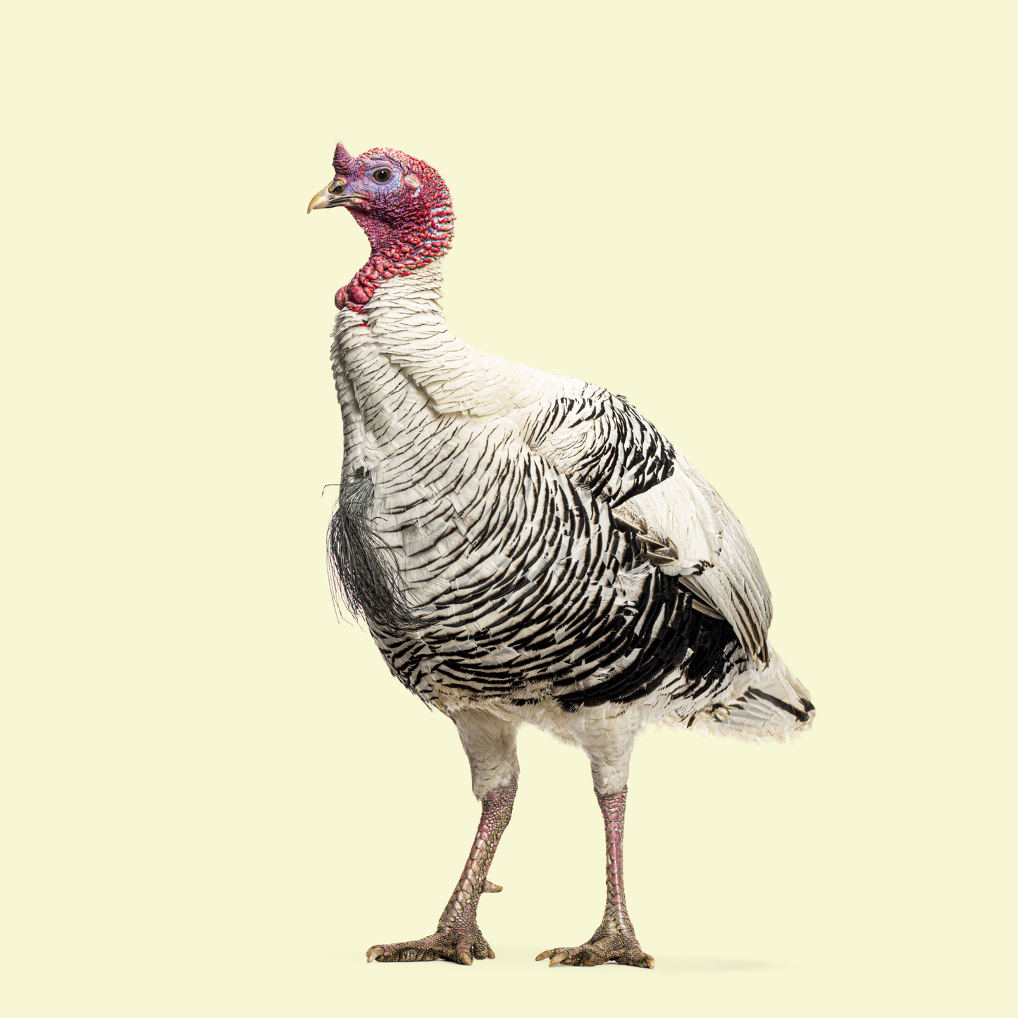 Turkey Poult: Royal Palm