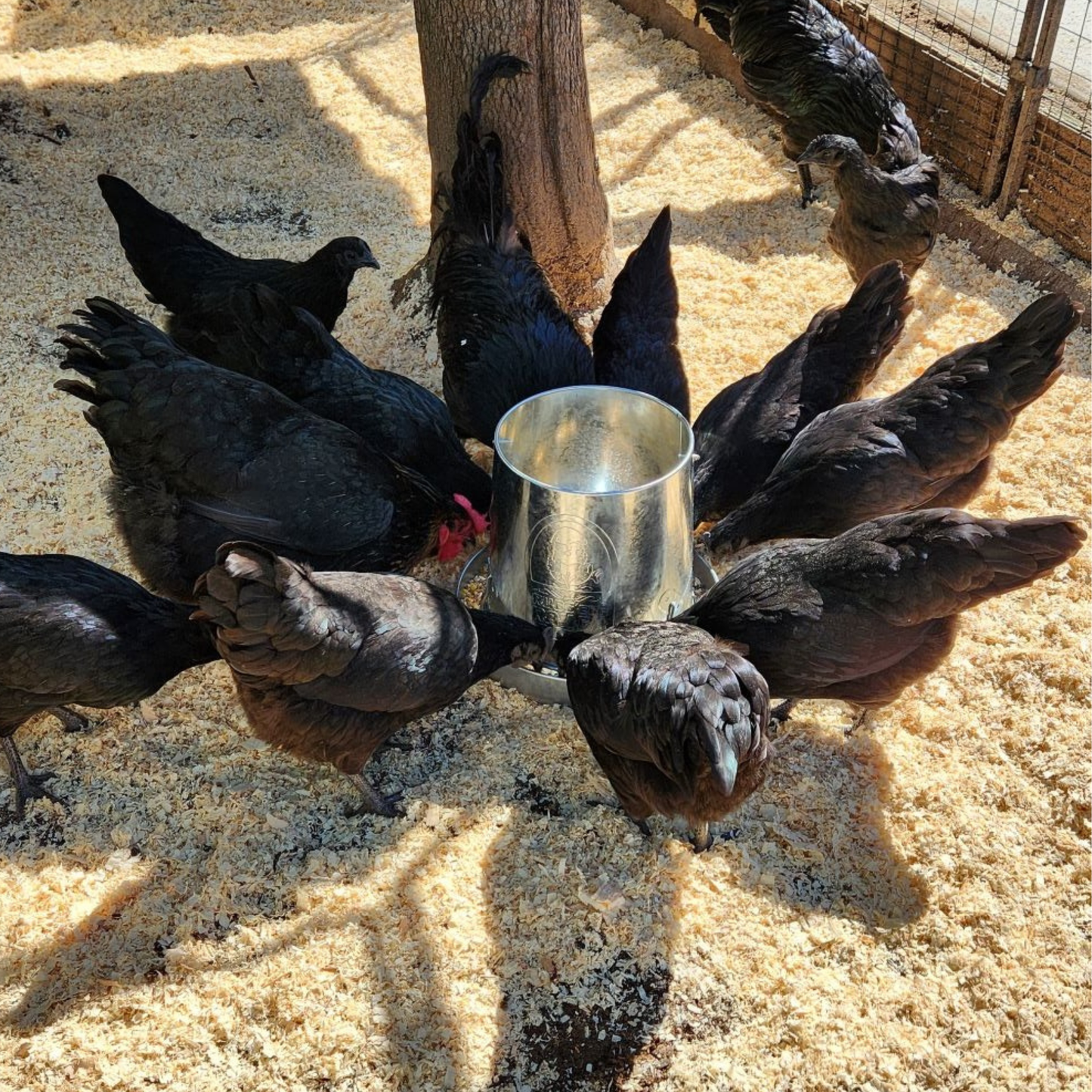 Rugged Ranch Galvanized Poultry Feeder, 15 lb.