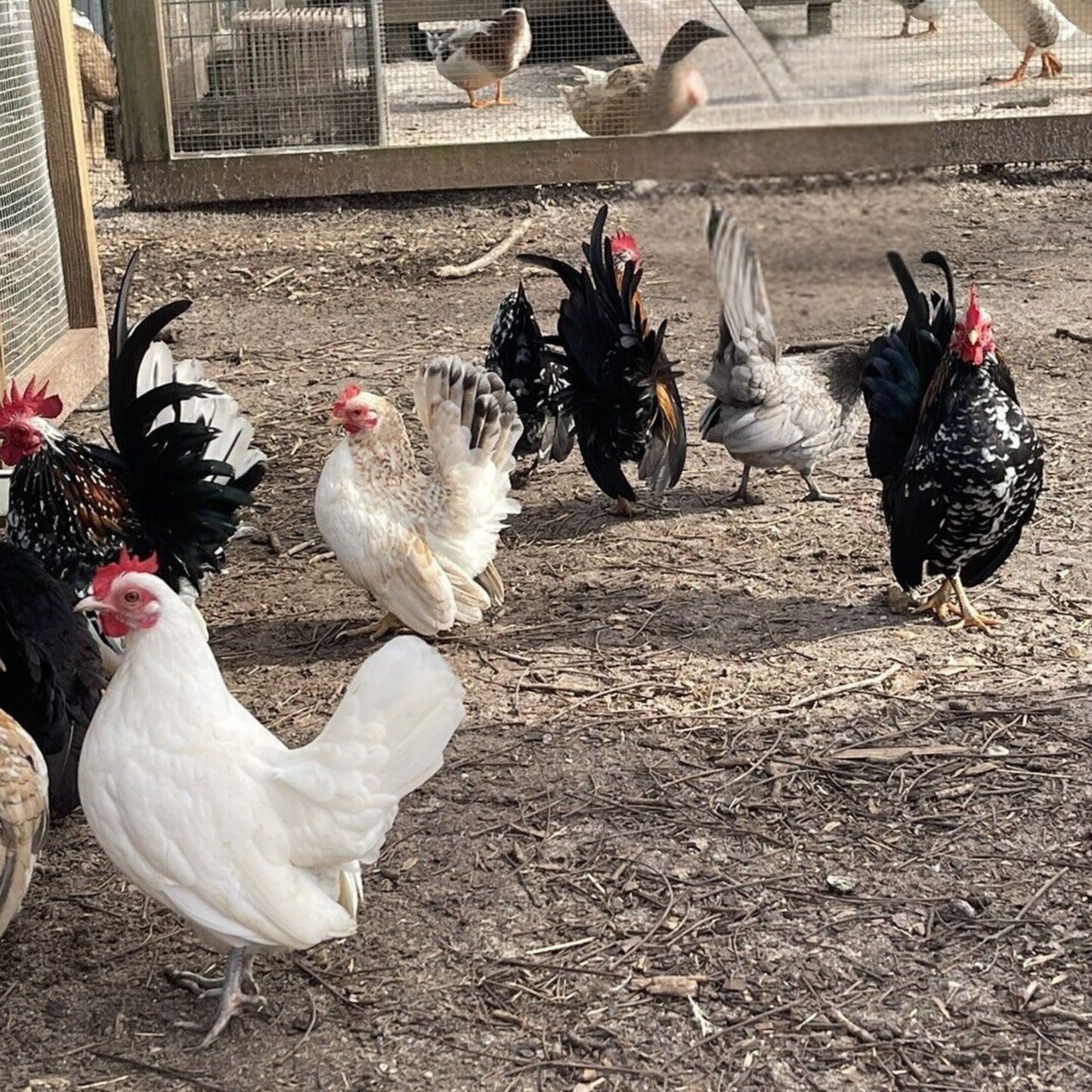 Hatching Eggs: Serama, Flock & Field Location