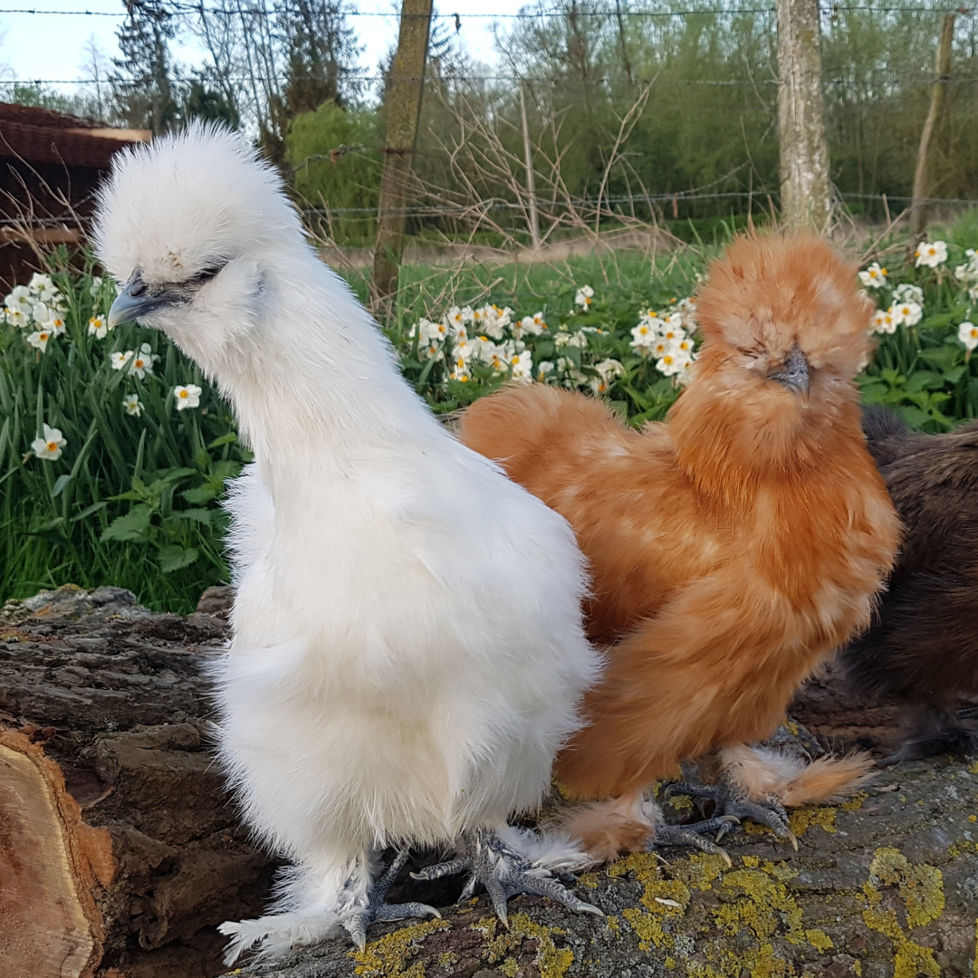 These white and buff Silkie bantams are a friendly chicken breed. 