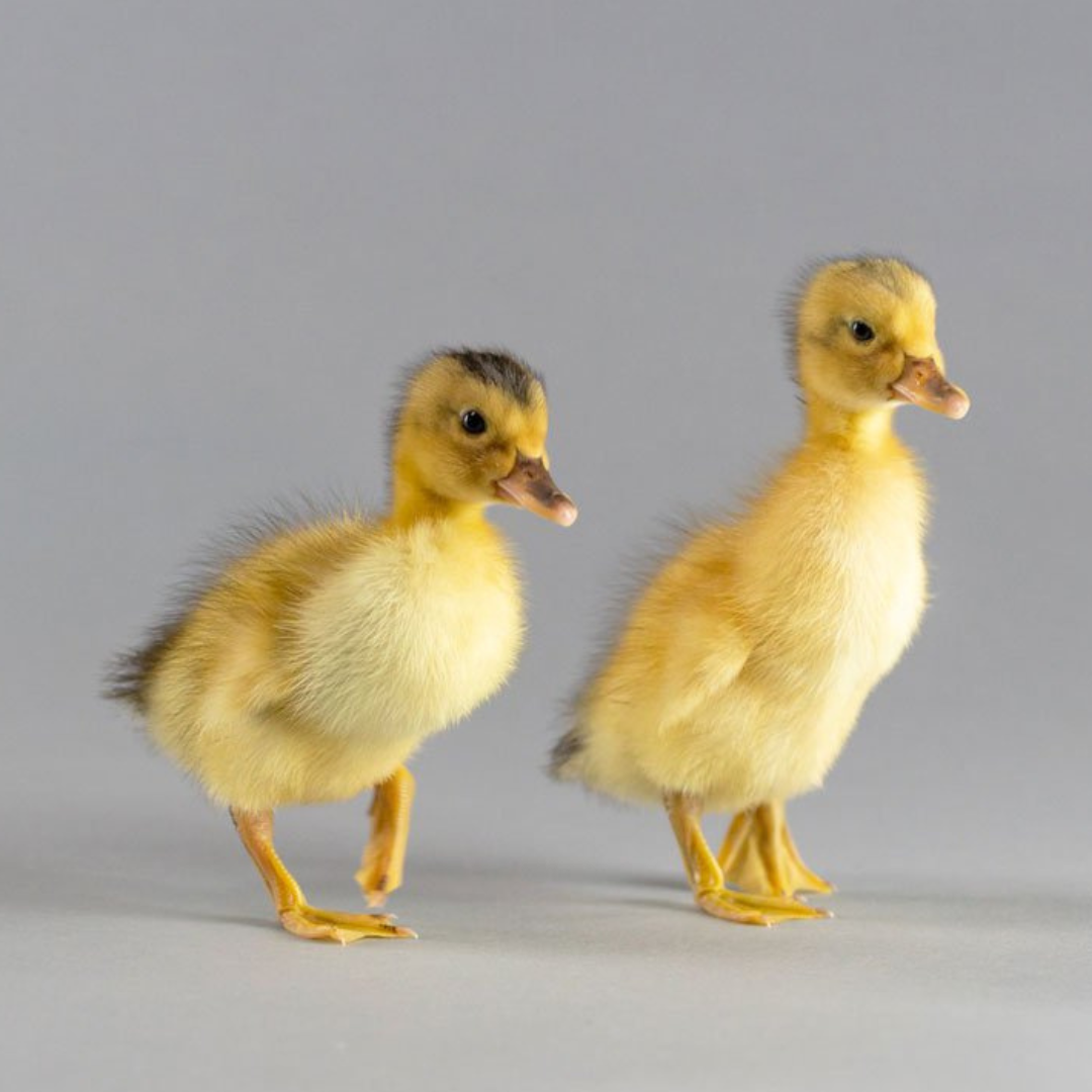 Silver Apple yard ducklings make great pets!