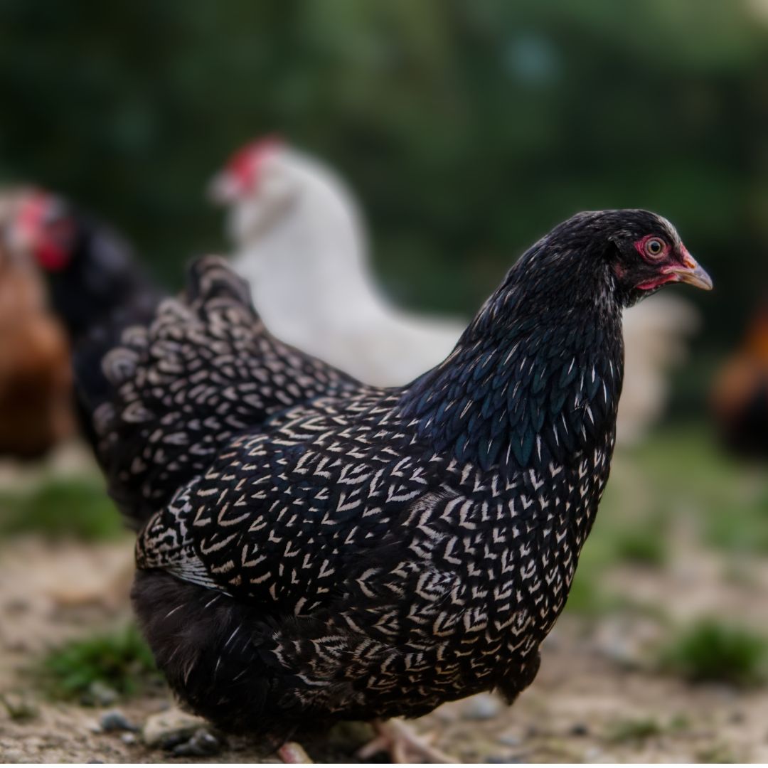 Baby Chicks: Silver Doubled Laced Barnevelder