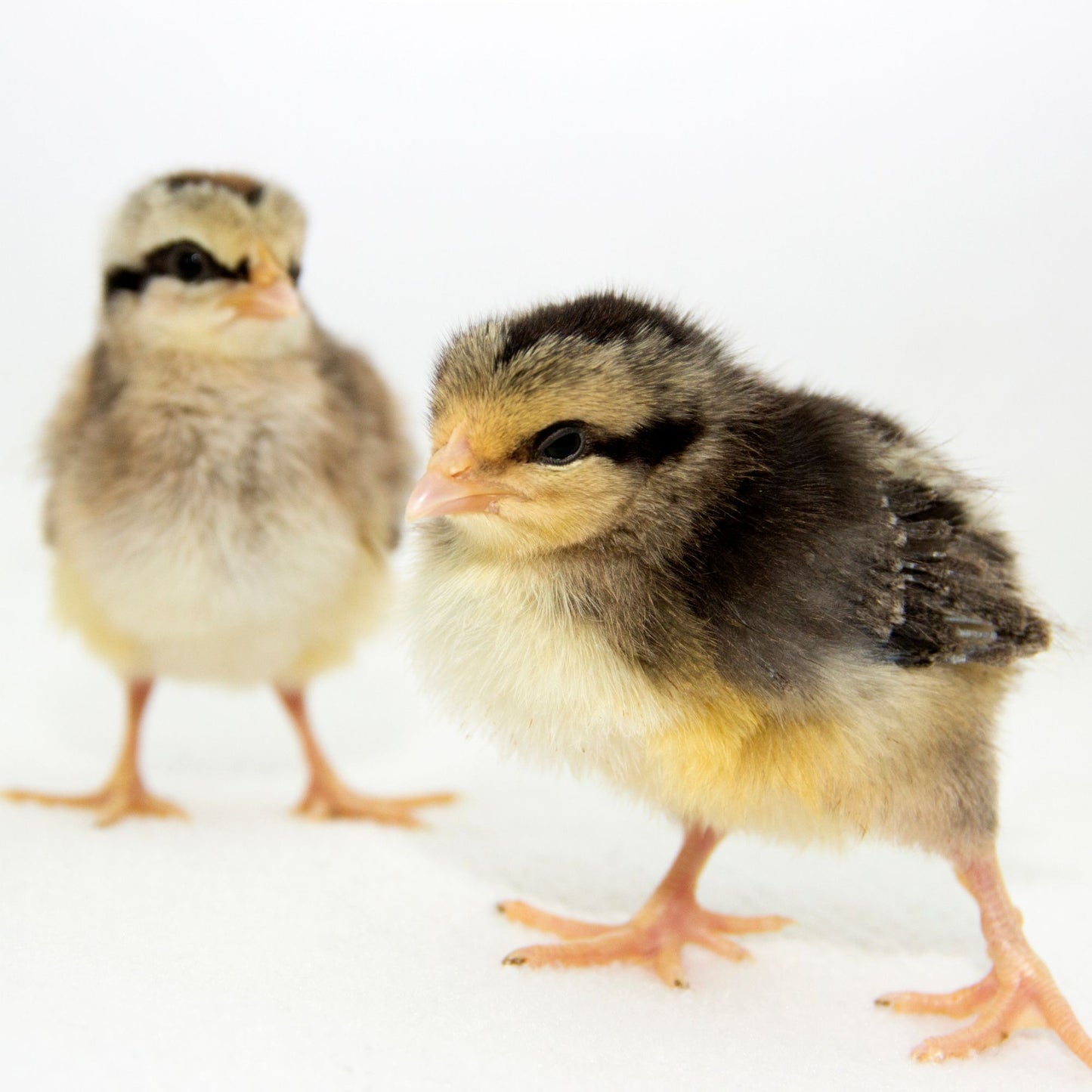 Baby Chicks: Silver Gray Dorking Bantam