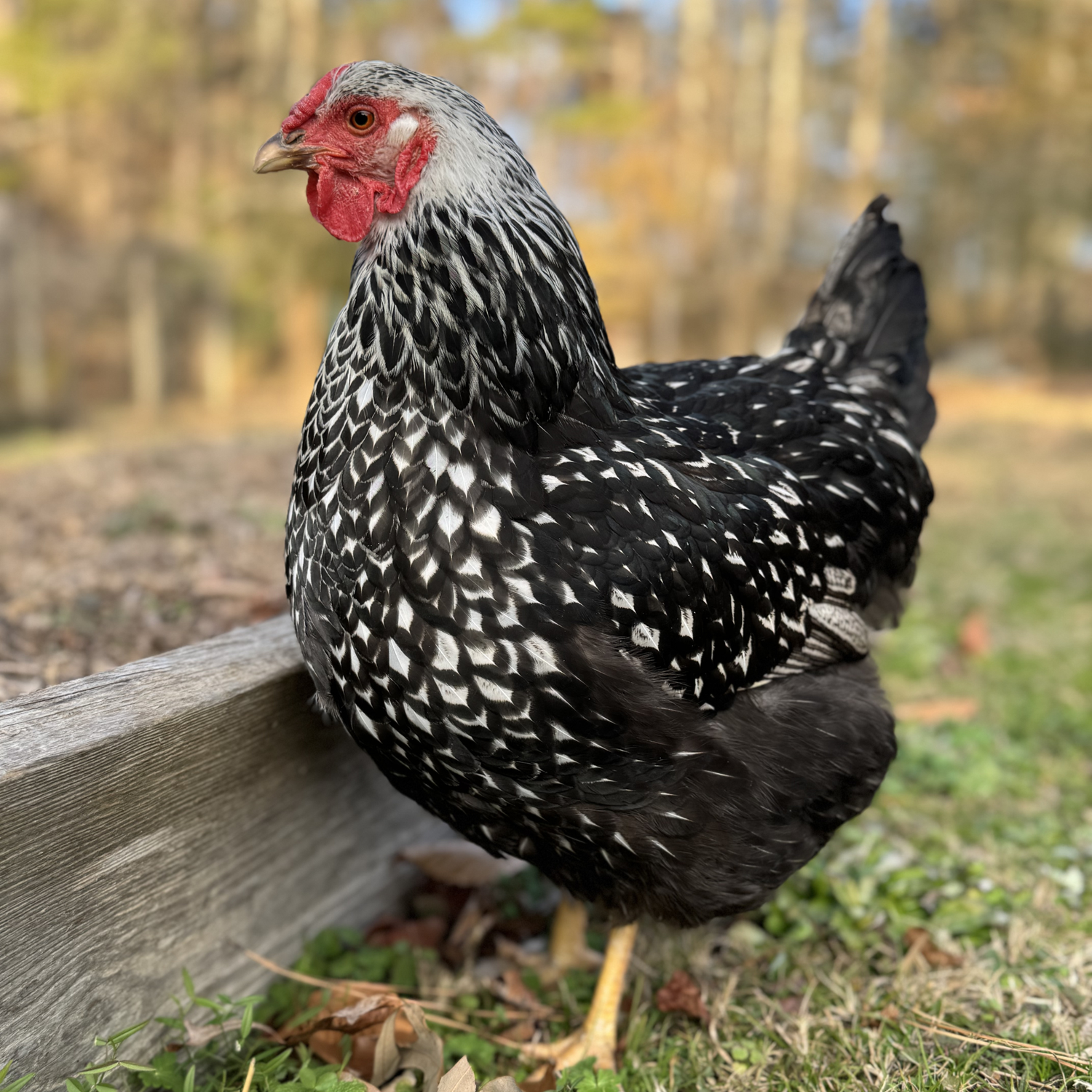 Pullet: Silver Laced Wyandotte, Shipping Week of