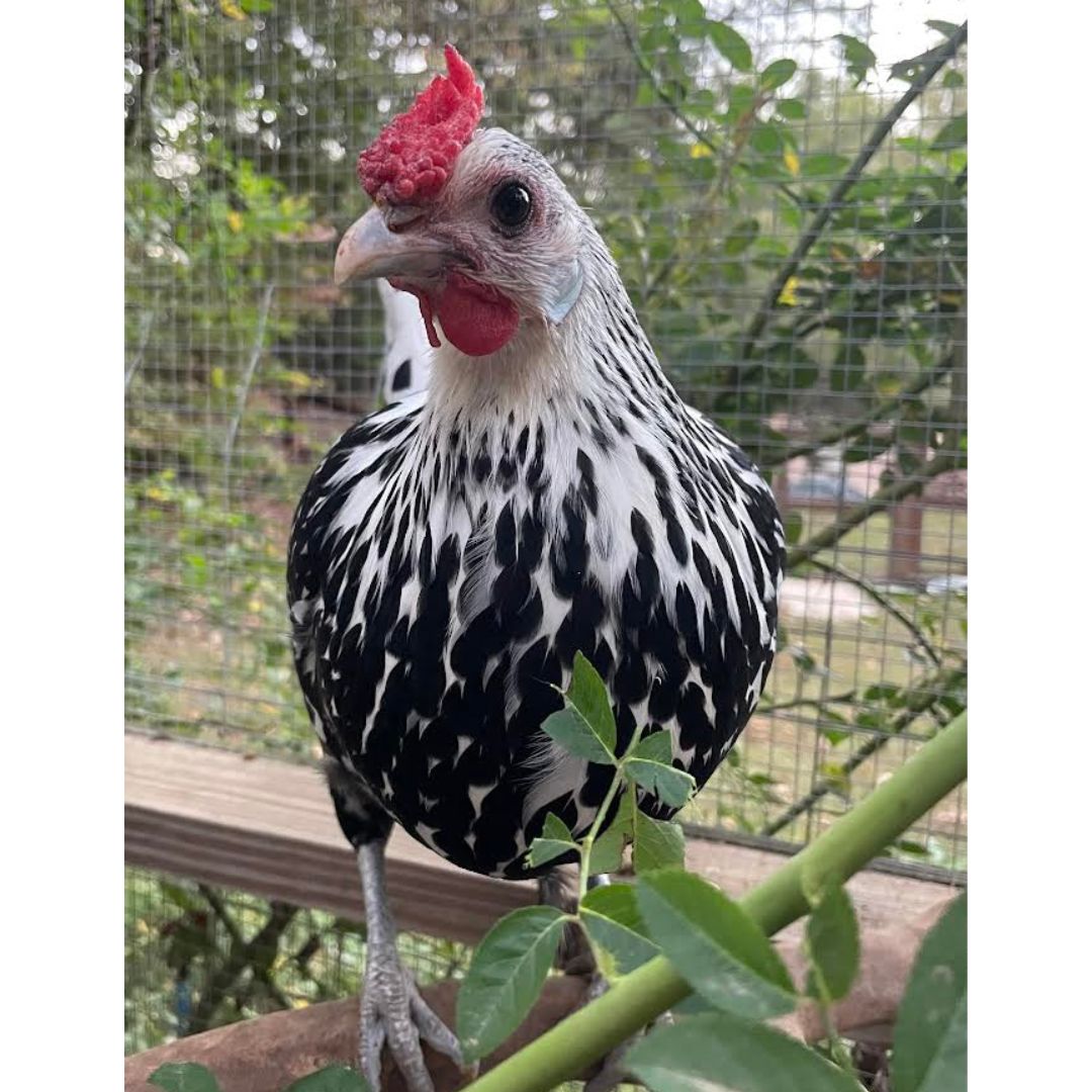 Silver Spangled Hamburg chicken