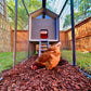 The Smart Coop, (4-6 Chickens)