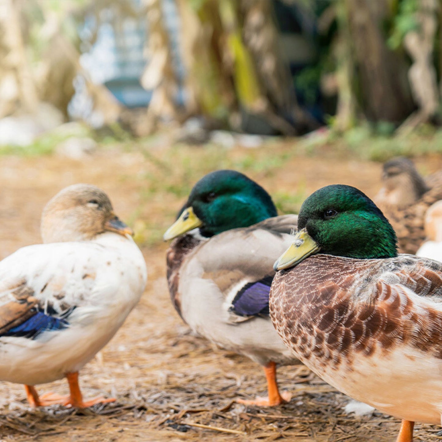 Hatching Eggs: Assorted Call Duck