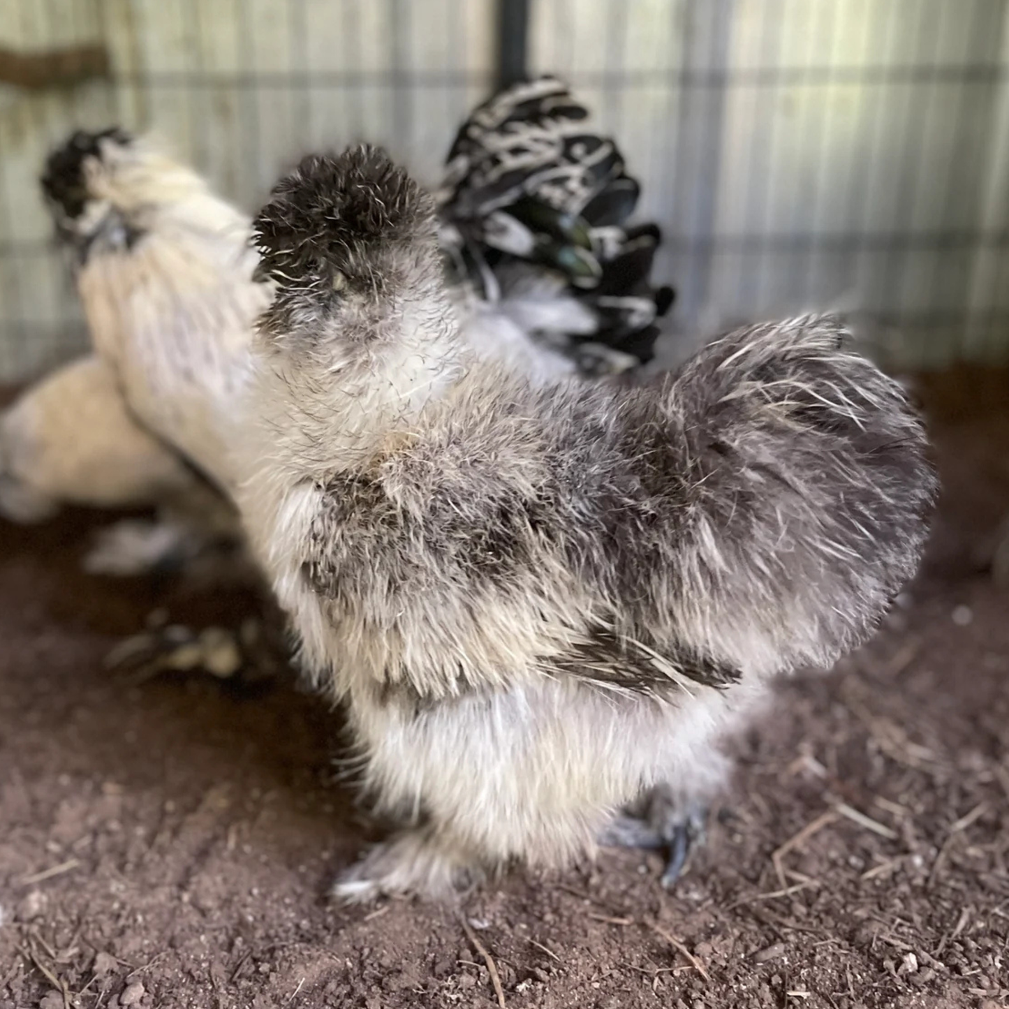 Hatching Eggs: Silver Pencil Laced Project Silkie, Flock & Field Location