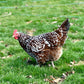 Speckled Sussex chicken breed