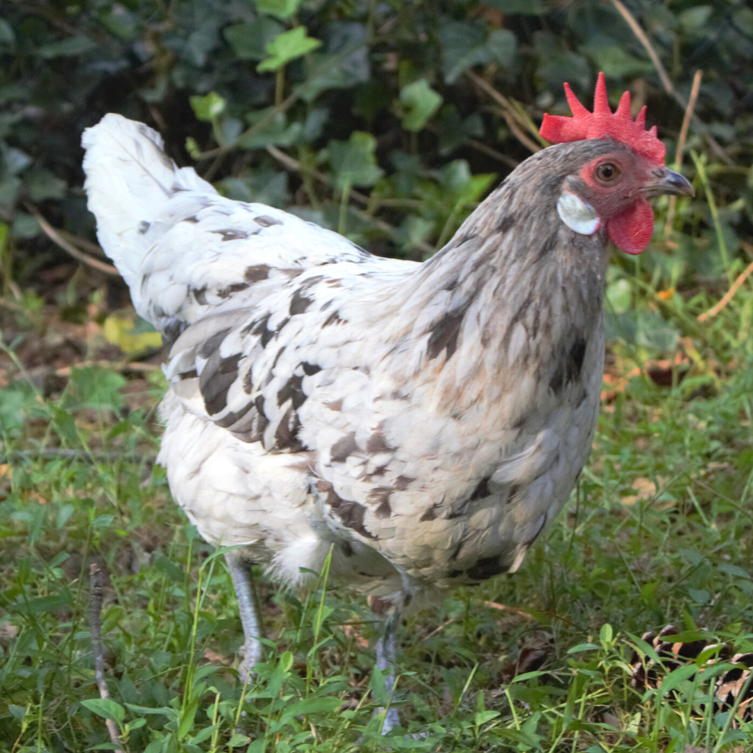 Pullet: Blue/Black/Splash Andalusian