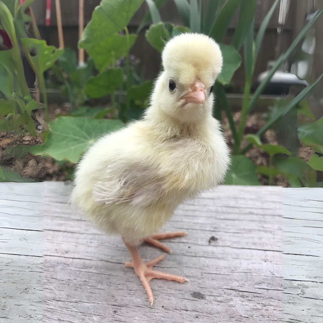 White Crested Splash Polish baby chicks are a great addition to any backyard flock.