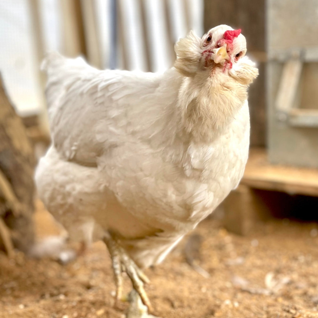 Bountiful Blue Egg Layer pullet