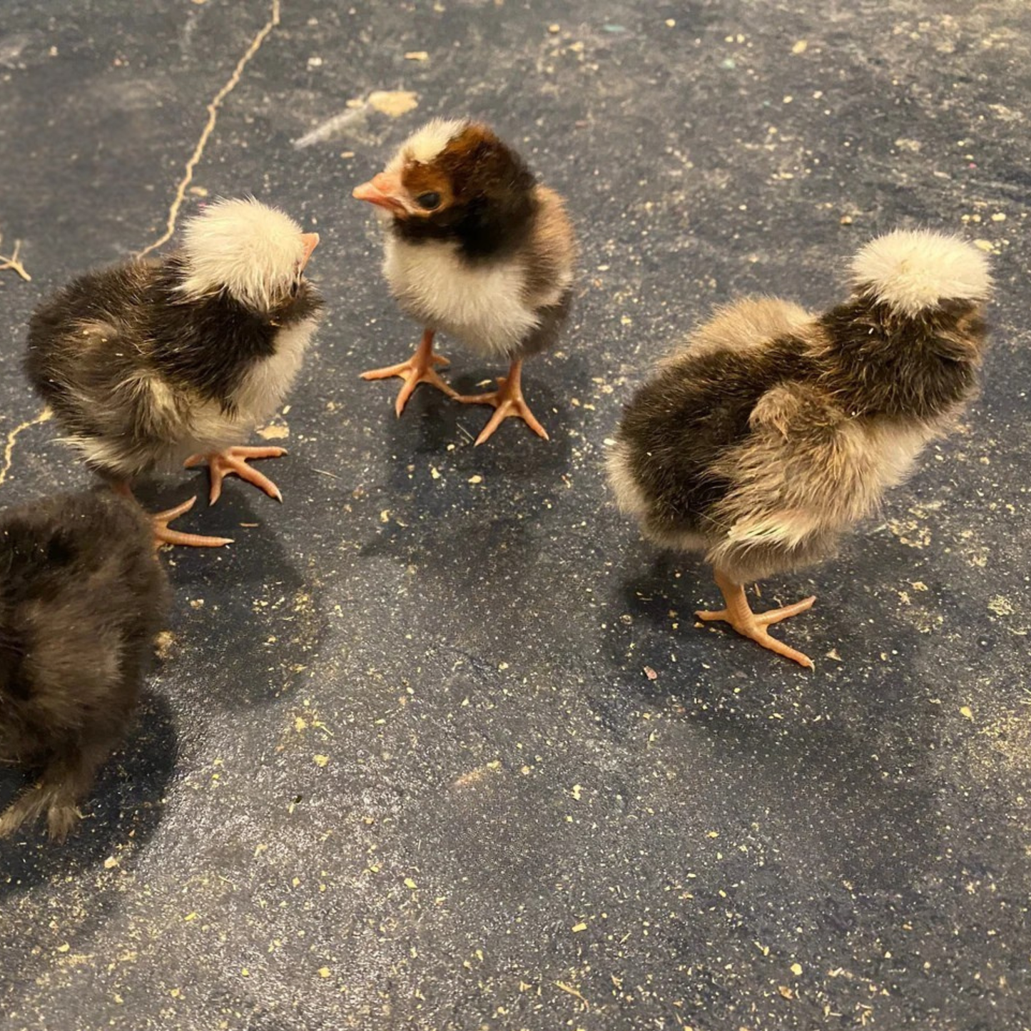 Hatching Eggs: Tolbunt Polish, Akers Farm Location