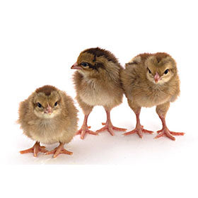 Hatching Eggs: Welsummer, Merry Manor Location