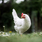 White Leghorn chicken breed