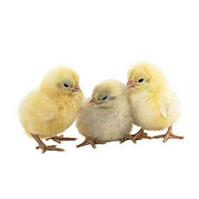 Hatching Eggs: White Plymouth Rock, Merry Manor Location