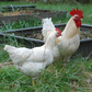 White Plymouth Rock chicken breed