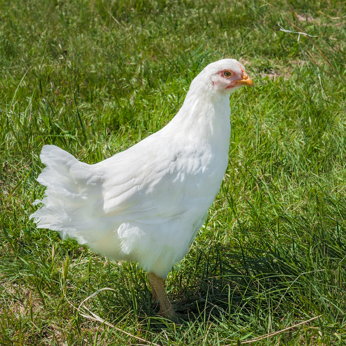 White Plymouth Rock pullet for sale.