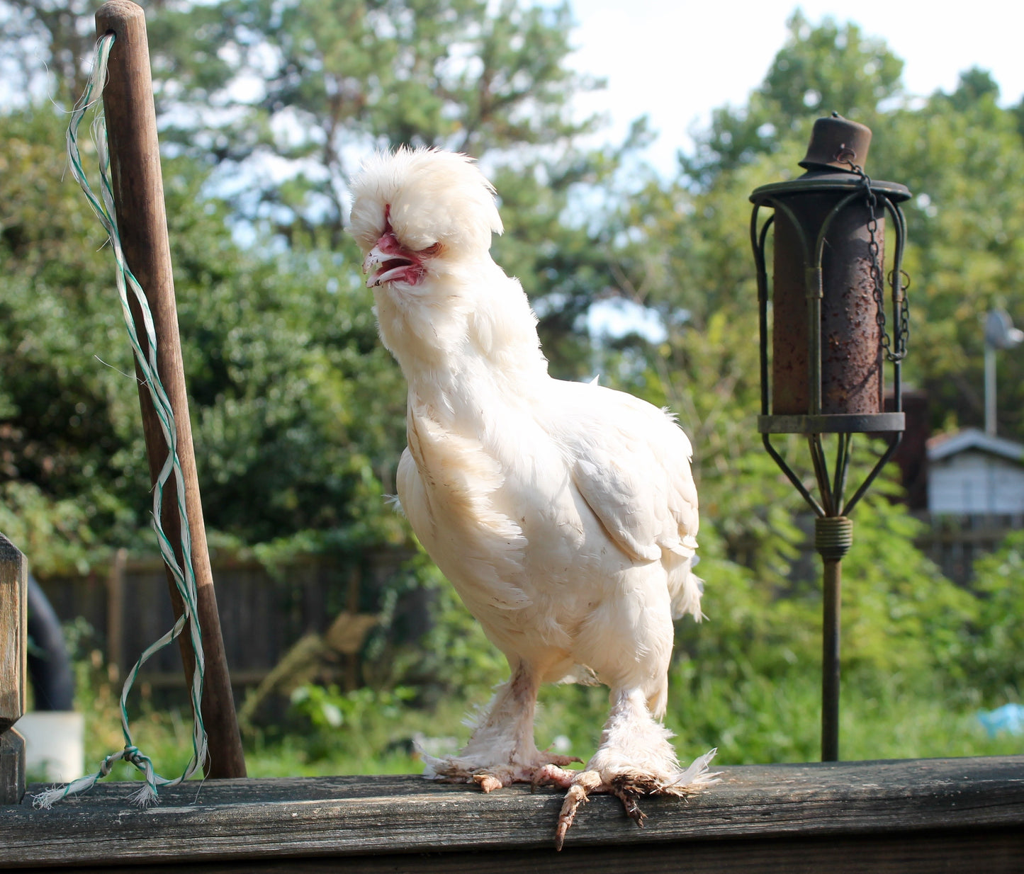 Pullet: White Sultan