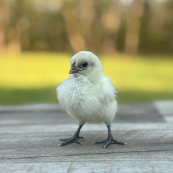Baby Chicks: Zombie Chicken
