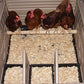 Snap Lock Standard Chicken Coop by Formex