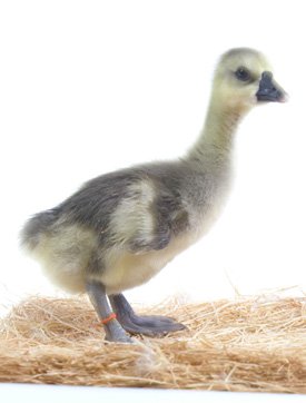 Brown Chinese gosling