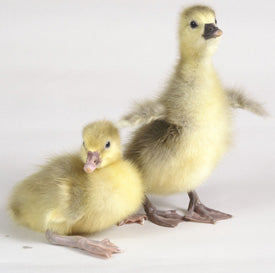 Goslings: Pilgrim