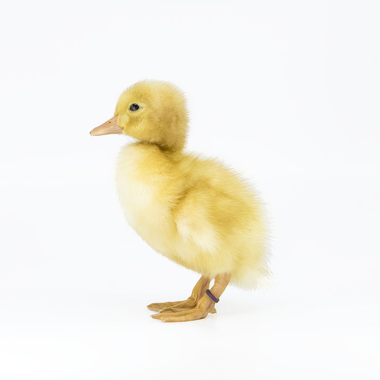 Ducklings: Pekin
