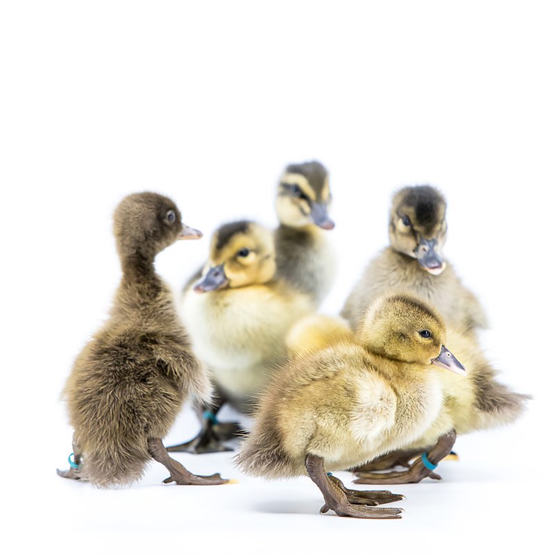Mystery Duckling from Our Assortment