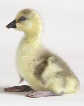 Goslings: Super African