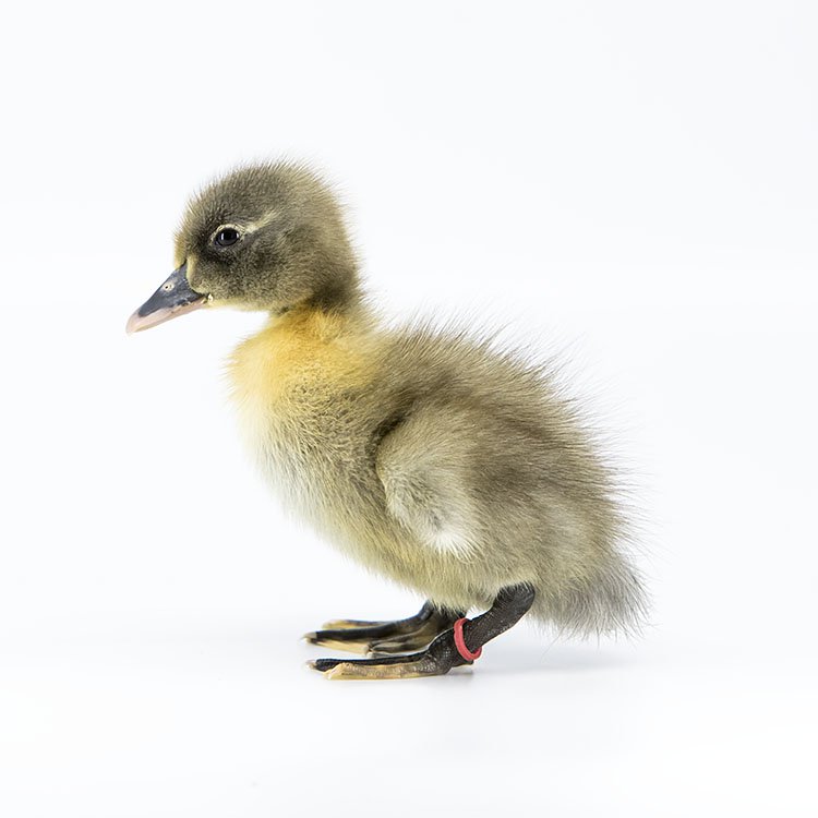 Ducklings: Blue Swedish