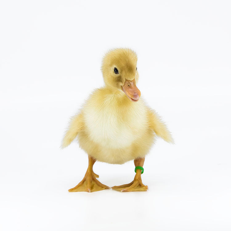 Ducklings: Jumbo Pekin