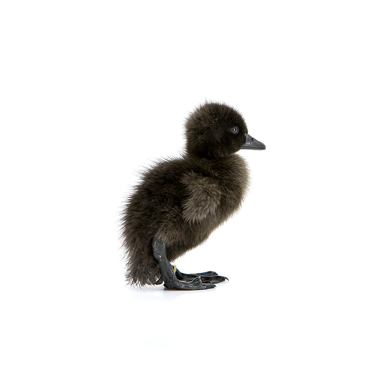 Ducklings: Blue Runner