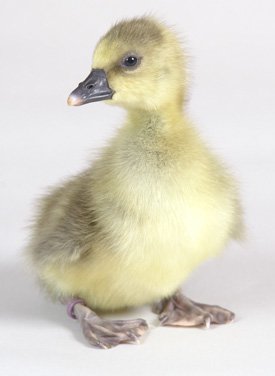 Goslings: Large Dewlap Toulouse