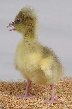 Goslings: Roman Tufted