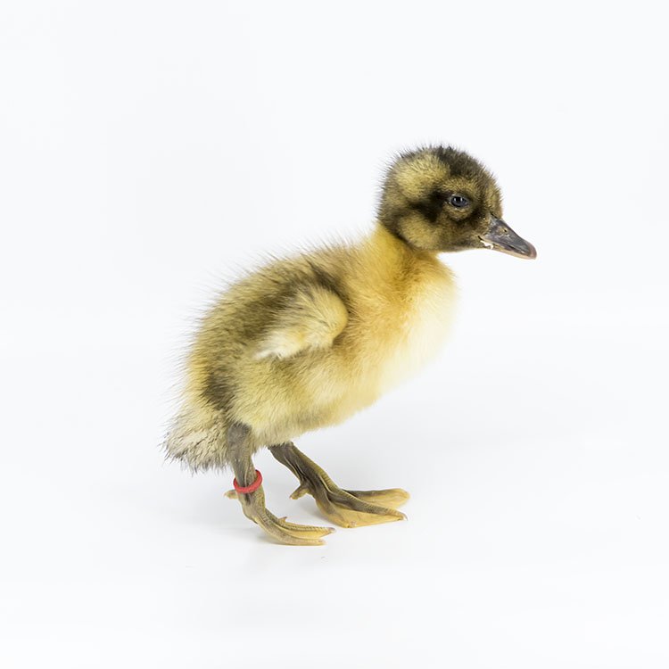 Ducklings: Welsh Harlequin