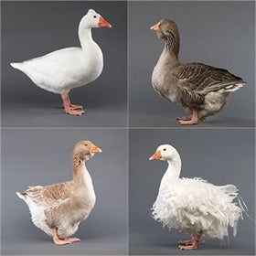 Mystery Gosling from Our Fancy Goose Package