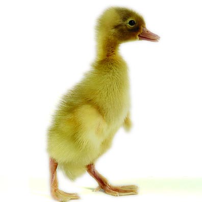 Ducklings: Fawn and White Runner