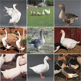 Mystery Gosling from Our Assortment
