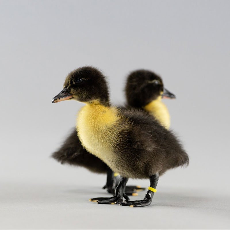 Ducklings: Black Swedish