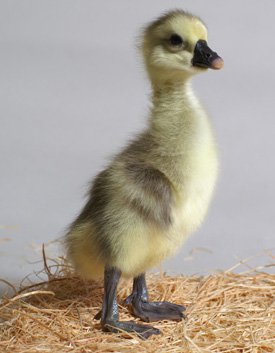 Goslings: African