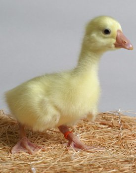 Goslings: White Chinese