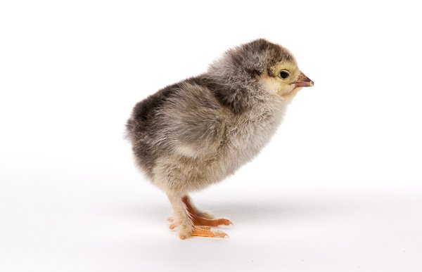 Light Brahma chick