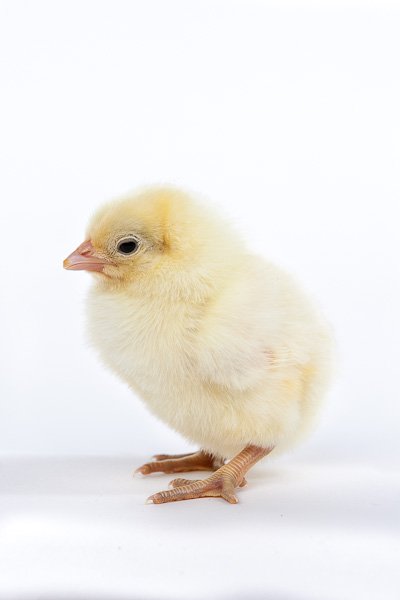 Blue Splash Marans baby chick